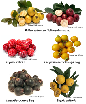 Native Fruits Clearance | dakora.com.co
