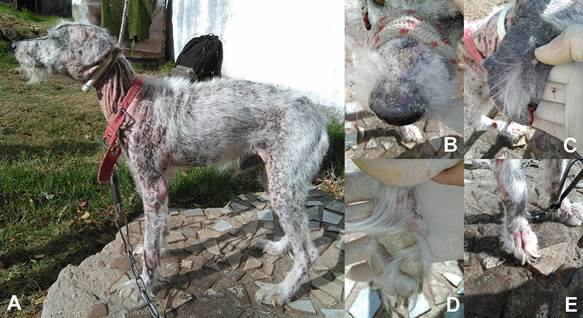 robot Unir conciencia Leishmaniosis visceral: presentación en perros de la ciudad de Salto,  Uruguay